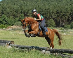 broodmare Verita (Trakehner, 2010, from Pamir ox)