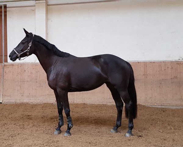 broodmare Djalina (Trakehner, 2017, from Sir Samoa)