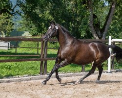 broodmare Donna Leon 9 (Trakehner, 2003, from K2 T)