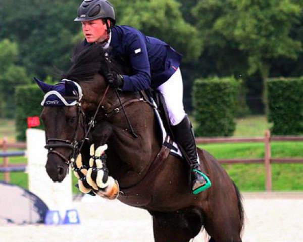 jumper Artano G (KWPN (Royal Dutch Sporthorse), 2005, from VDL Sheraton)