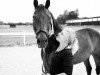 dressage horse Greens' Caballero G (unknown, 2003, from Concetto I)