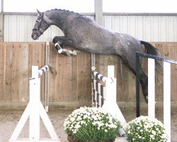 jumper Laslo 43 (Hanoverian, 2016, from Levistan)