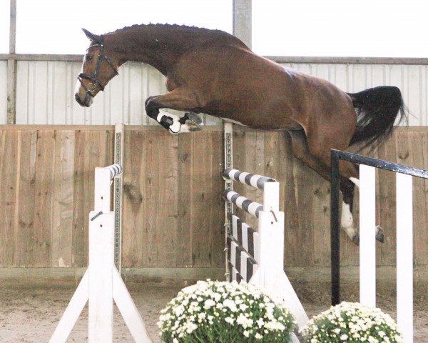 jumper Belinda (Hanoverian, 2017, from Balou Peggio)