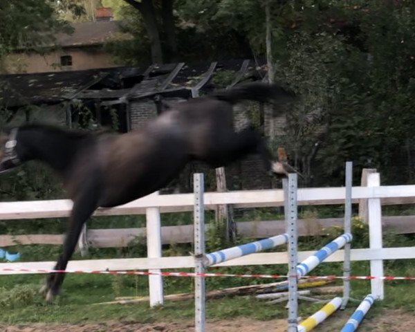 Springpferd Caro Ass 24 (Oldenburger Springpferd, 2018, von Casino Grande)