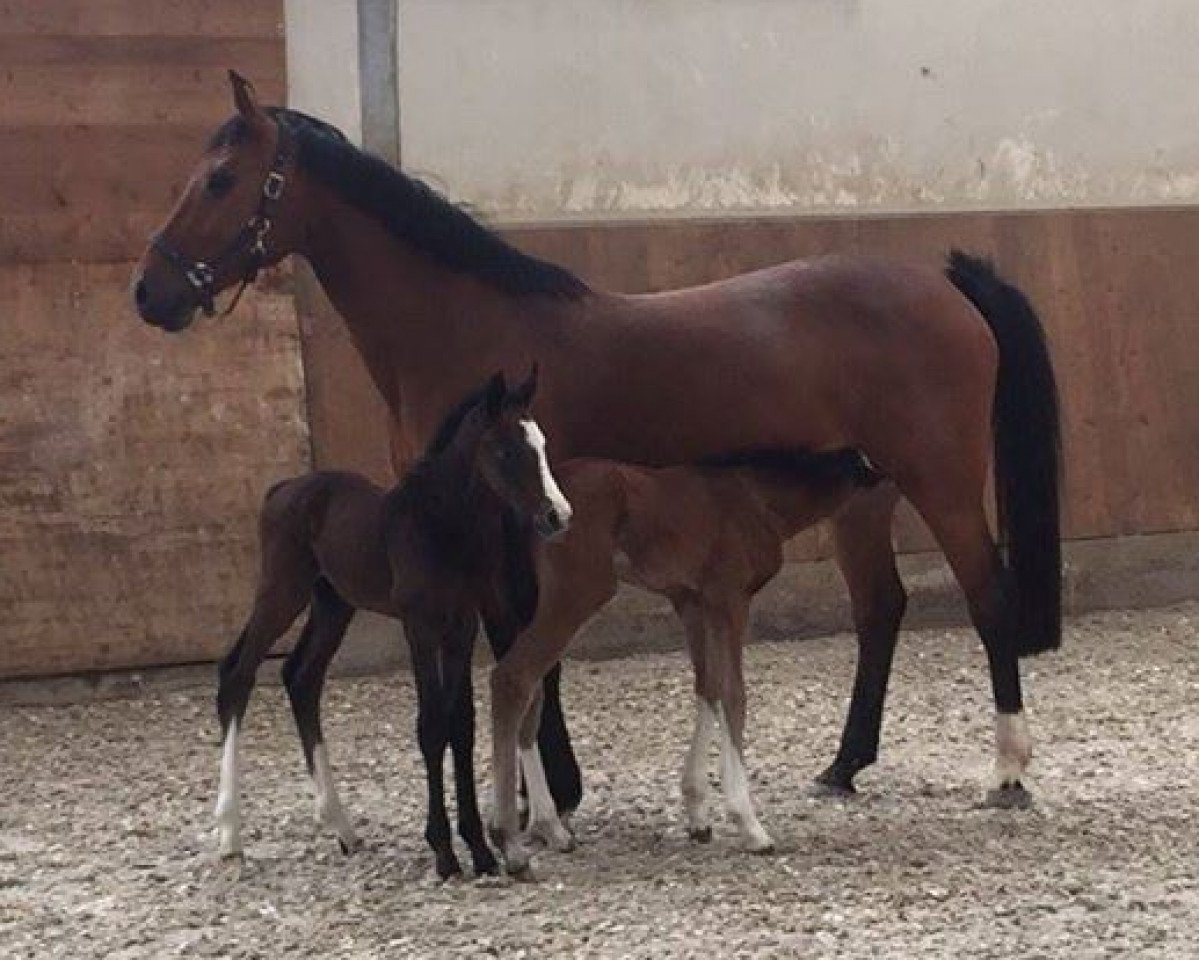 broodmare La belle 172 (Rhinelander, 2002, from Lancer III)