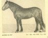 stallion Andis (Latvian Warmblood, 1950, from Ancītis)