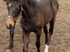 dressage horse Zaphira (Westphalian, 2020, from Blue Hors Zackorado)