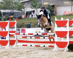 Springpferd Allissa (Haflinger, 2008, von St.Moritz)