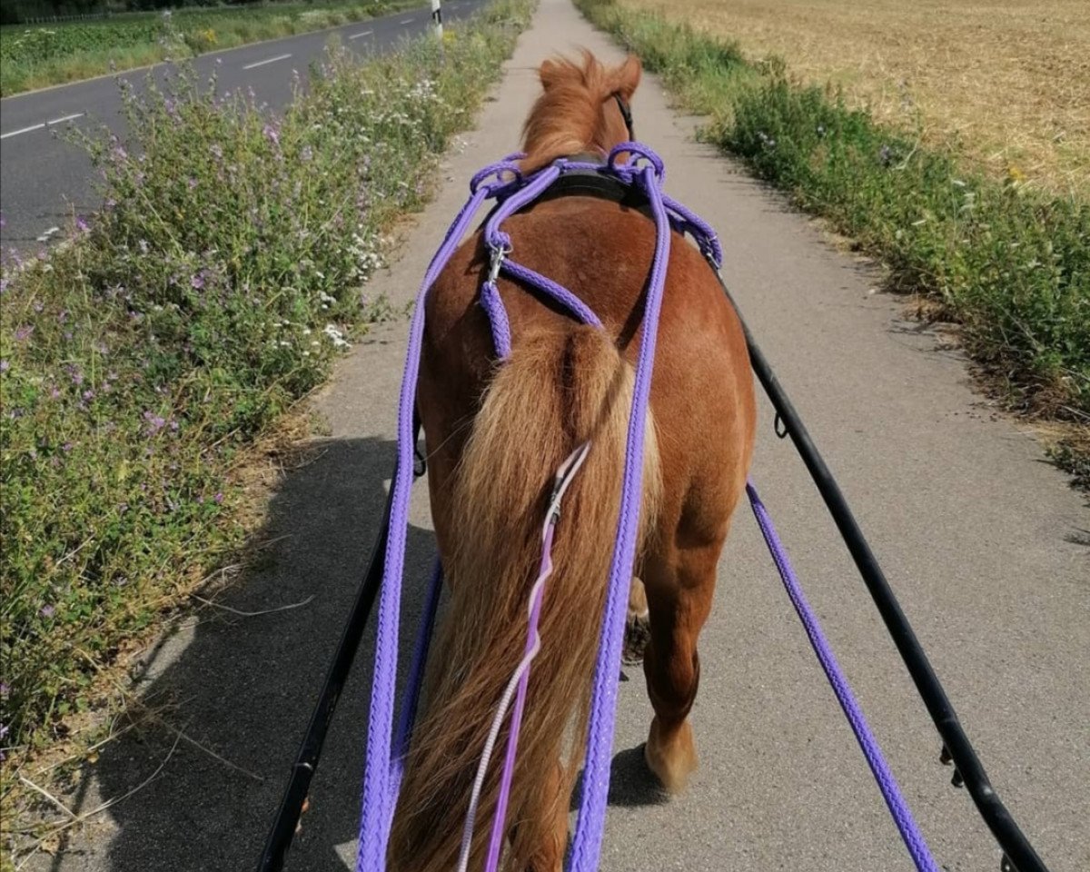 Pferd Captain Jack Sparrow (Shetland Pony, 2000)