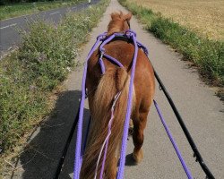 horse Captain Jack Sparrow (Shetland Pony, 2000)