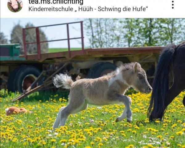 Pferd Naseweis vom Rindergraben (Shetland Pony, 2019, von Anton vom Rindergraben)