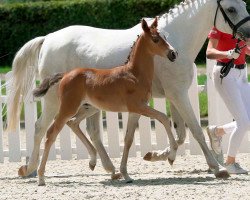 dressage horse Nobels Nightstar (German Riding Pony, 2020, from Nobel Nagano NRW)