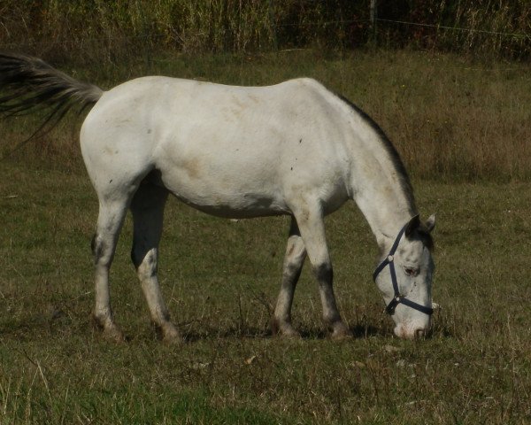 Zuchtstute Ninette af Silver (Knabstrupper, 2010, von Payaso af Silver)