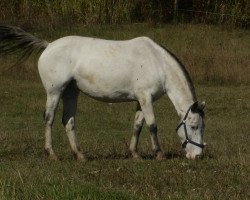 broodmare Ninette af Silver (Knabstrupper, 2010, from Payaso af Silver)