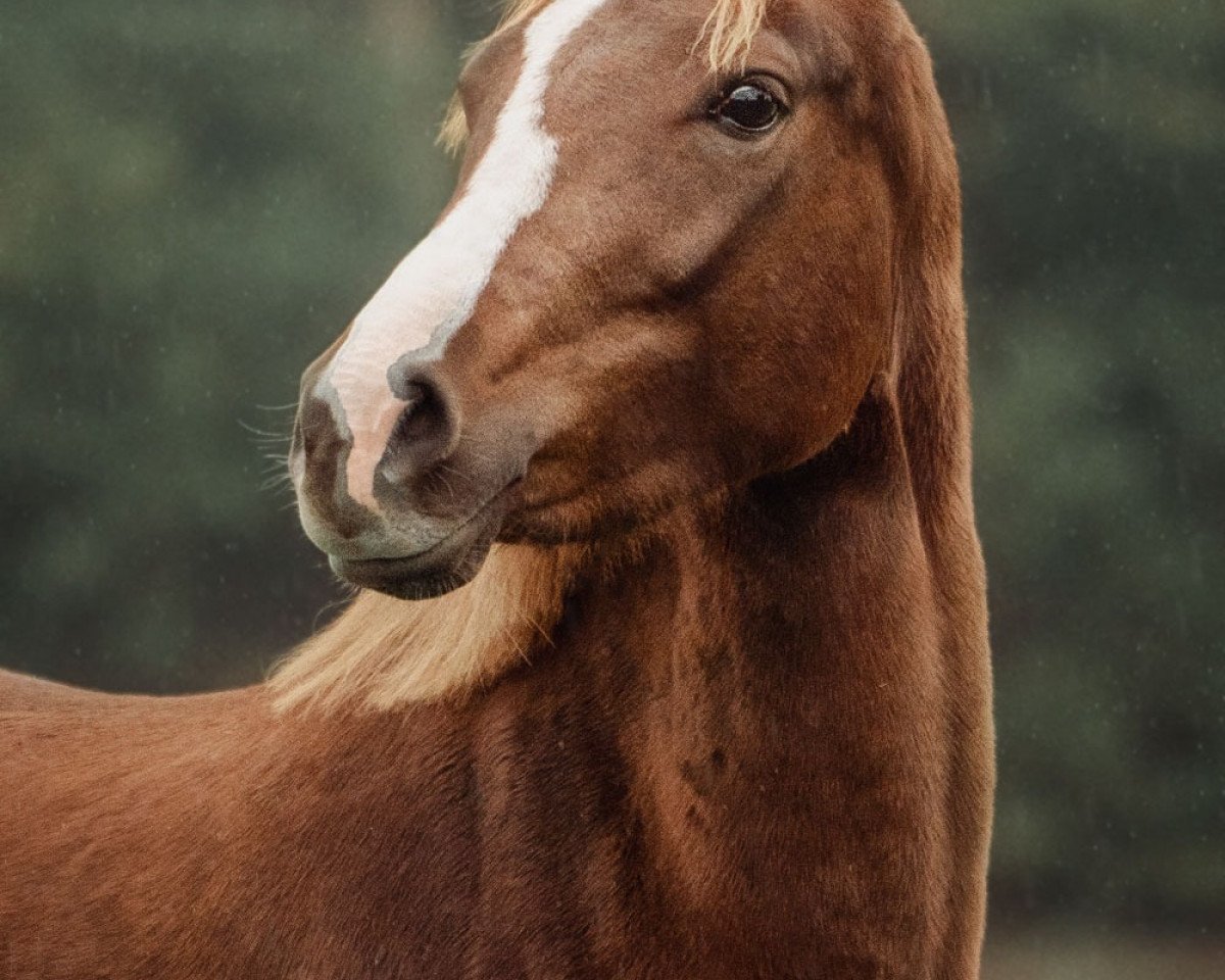 Zuchtstute Chelsie (Deutsches Reitpony, 2018, von Top Carello)