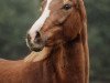 broodmare Chelsie (German Riding Pony, 2018, from Top Carello)