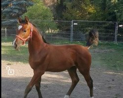 dressage horse Fox (German Sport Horse, 2020, from Felissimo 4)