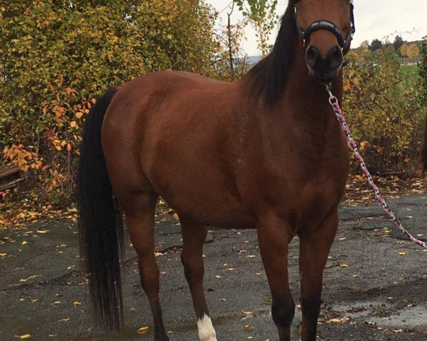 horse Sharik ibn Gandih ox (Arabian thoroughbred, 2014, from Gandih El Chamsin ox)