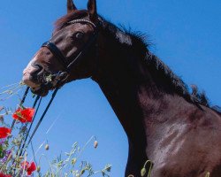 dressage horse Hundertwasser (Hanoverian, 2010, from Hohenzollern)