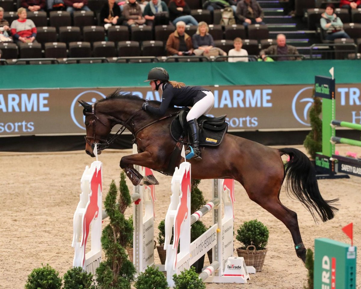 Springpferd Cassata 3 (Holsteiner, 2010, von Casall Ask)