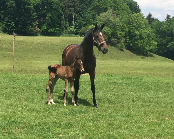 broodmare Denanesch (Bavarian, 2010, from Diamond Hit)