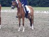 broodmare Sunflower 46 (German Riding Pony, 2014, from Casino de Luxe)