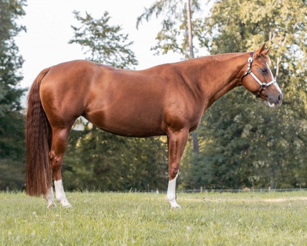 broodmare Marry Me Wisely (Quarter Horse, 2012)