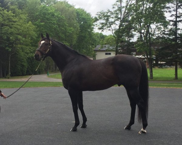 stallion Epiphaneia xx (Thoroughbred, 2010, from Symboli Kris S xx)