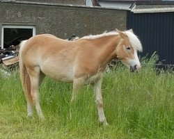 Zuchtstute Sahara-Saréh (Haflinger, 2014, von Winzertraum)