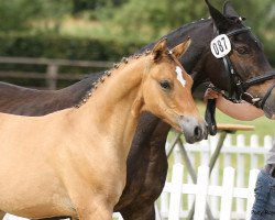 Dressurpferd Dundie (Deutsches Reitpony, 2020, von Dimension AT NRW)