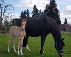 Dressurpferd Hengst von Dating AT / Darino (Deutsches Reitpony, 2019, von Dating AT NRW)