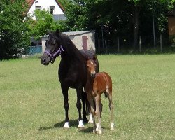 Zuchtstute Seniorita (Deutsches Reitpony, 2010, von Merlin)