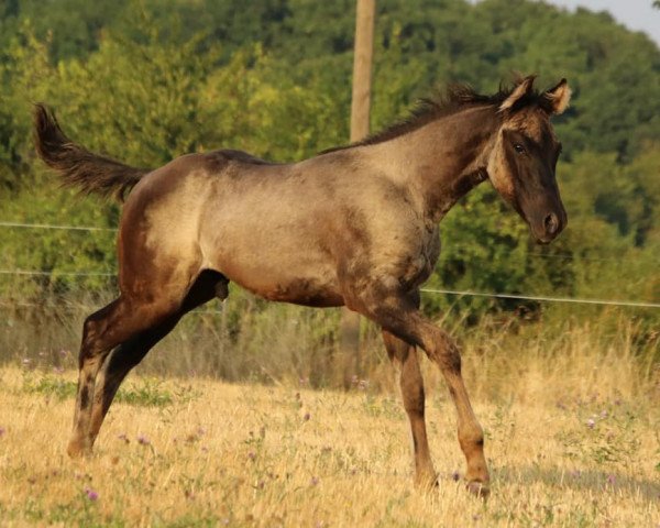 horse Rocky Steel Buzz (Quarter Horse, 2020)