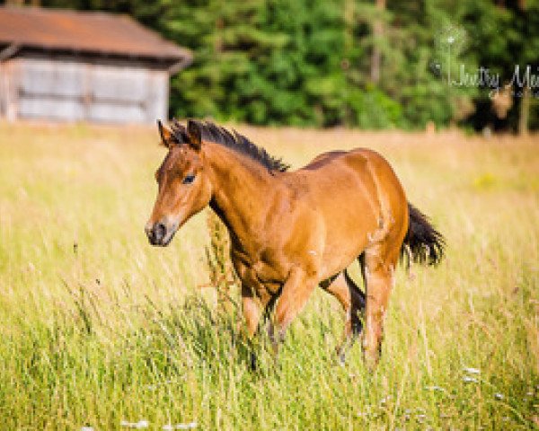 Pferd Poco Mon Petite Brun (Quarter Horse, 2020)