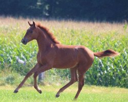 dressage horse Flanna Fioretta VST (Hanoverian, 2017, from Fleury)