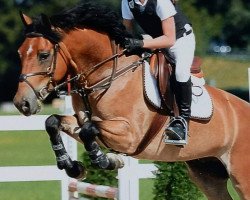 jumper Koningshoek Nicky (New Forest Pony, 2008, from Hoppenhof's Shardon)