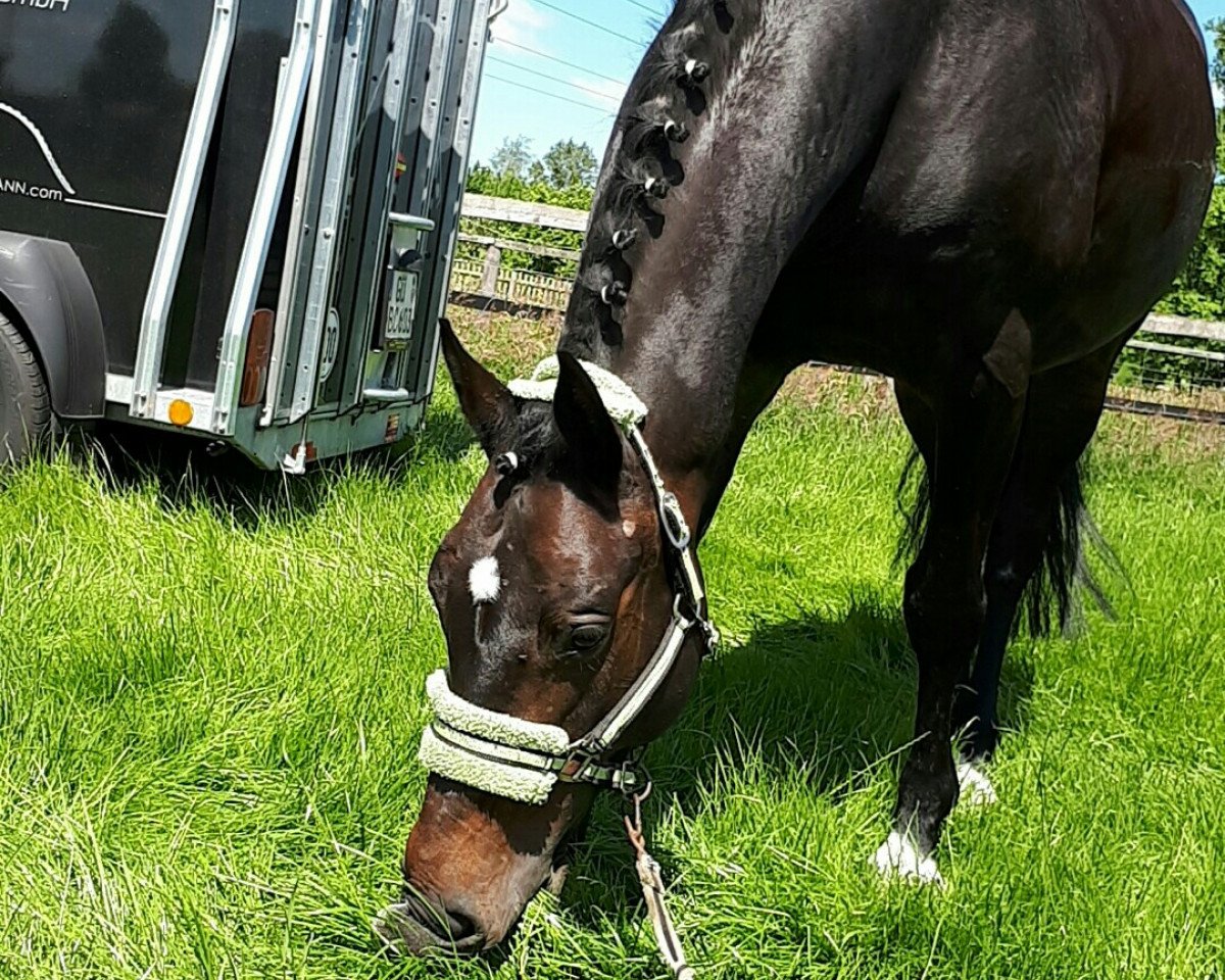dressage horse Daimler 61 (Holsteiner, 2011, from Diarado)