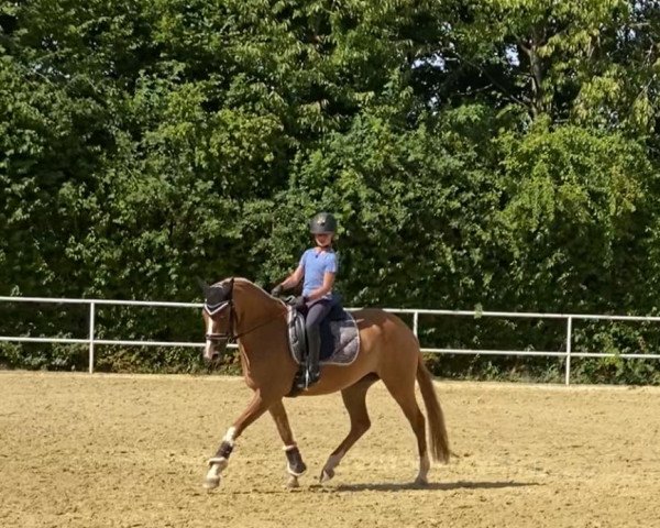 dressage horse Dancingqueen Rw (German Riding Pony, 2017, from Dating At NRW)