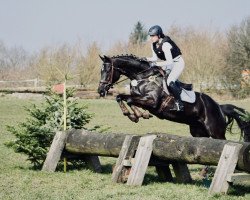 dressage horse Krönungsstern Aventurin (Oldenburg, 2011, from Stoiber SN)