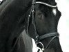 dressage horse Tucano (Hanoverian, 2011, from Tambour)