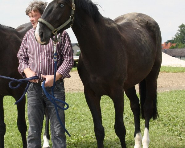 Pferd Prince Ferdinand (Trakehner, 2009, von Checkpoint)