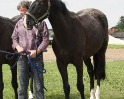 horse Prince Ferdinand (Trakehner, 2009, from Checkpoint)