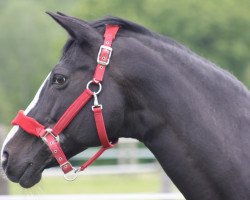 broodmare Princie Diamond (Trakehner, 1994, from Kostolany)