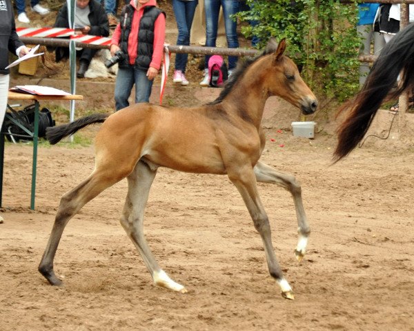 jumper Pippa Diamond (Trakehner, 2015, from Shavalou)