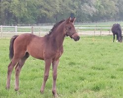 jumper Prince Altan (Trakehner, 2018, from Adorator)