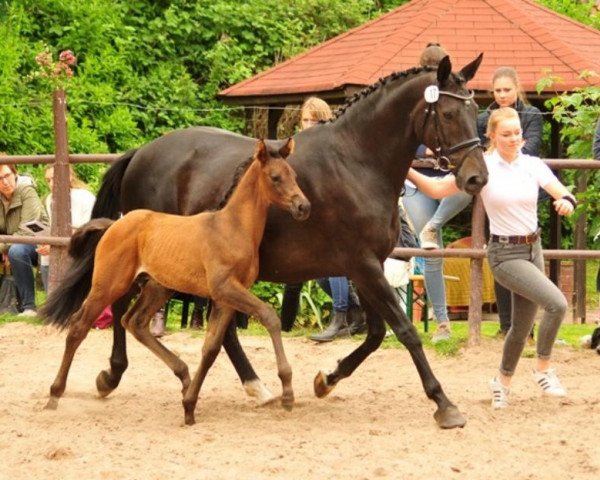 dressage horse Prince Avador (Trakehner, 2019, from Adorator)