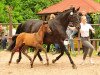 Dressurpferd Prince Avador (Trakehner, 2019, von Adorator)