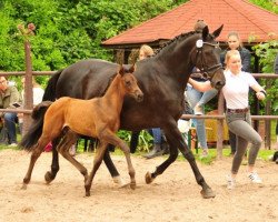 Dressurpferd Prince Avador (Trakehner, 2019, von Adorator)