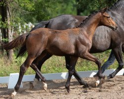 Pferd Prince Mawarii (Trakehner, 2020, von In Versuchung)