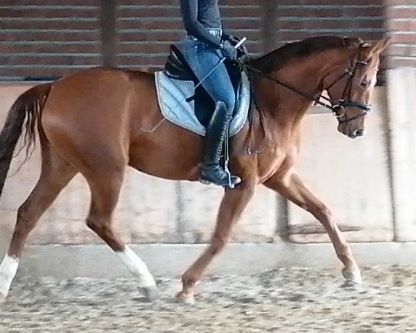 dressage horse Dornröschen (Westphalian, 2017, from Depeche Mode)